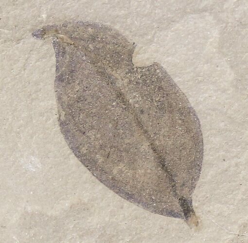 Fossil Ocotea coloradensis Leaf - Green River Formation #20214